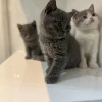 بچه گربه اسکاتیش