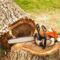 هرس درخت و برش درخت های خشک و فرسوده