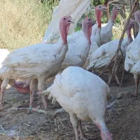 بوقلمون گوشتی