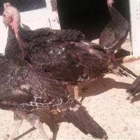 بقلمون سه  و چهار ماهه