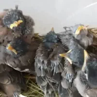 جوجه مینا