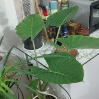 بابا ادم