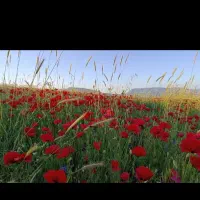 سوییت در دیلمان در فصل شقایق