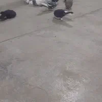 کبوتر گم شده