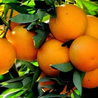 فروش-1500مترزمین-چسبیده-بافت-درختان-پرمحصول-قراخیل
