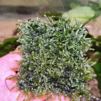 انواع خزه آکواریوم پلنت گیاهی ماهی