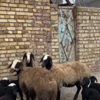 3 راس میش شال  جملی
