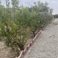 ۴۳۶متر باغچه واقع در بکه )