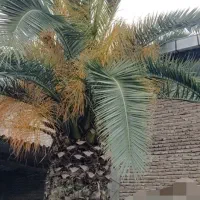 نخل|گل و گیاه طبیعی|خوش‌رودپی, |دیوار