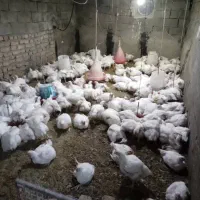 با سلام مرغ و خروس گوشتی