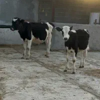 گاو. گو ساله نر درجه یک