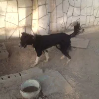 واگذاری سگ
