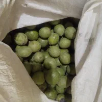فروش فوری گردو تازه و خوش مزه در کاشان