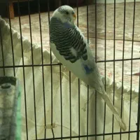 مرغ عشق جفت
