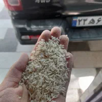 برنج فجرسوزنی امساله