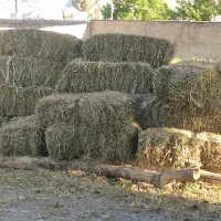 یونجه بسته