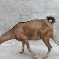 کهره نزار
