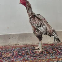 خروس لاری  اصیل
