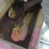 عروس هلندی|پرنده|کرج, مهرویلا جنوبی|دیوار