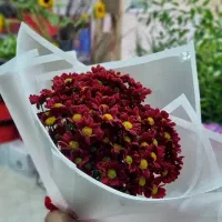 گل داوودی ۷۰