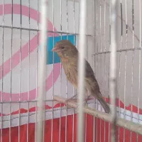 جوجه سهره قناری