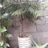 گل گیاه کاج مطبق کاج مطبخ