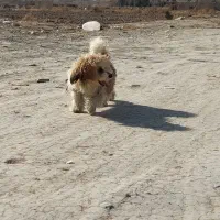 سگ شیتزو|سگ|محمدشهر, محمدشهر|دیوار