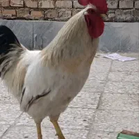 فروش خروس محلی
