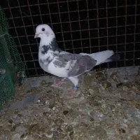 باسلام  فروش کفتر جوجه کشی