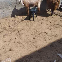 بزیکساله بزغاله نر شیرا