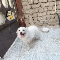 پاور من روباهی ماده