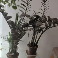 گل وگیاه طبیعی زاموفیلیا بلک