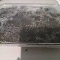 سبزی قورمه محلی