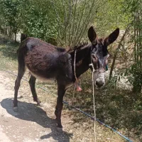 الاغ ماده 3سال.. گوسفند ی