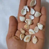 گوش ماهی یا صدف