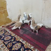 کبوتر