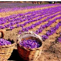 زمین نصف کار زعفران