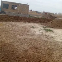 کود گوسفند ریکان مهاجران