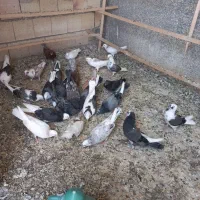۳۰ عدد جوجه پرشی بوم ندیده