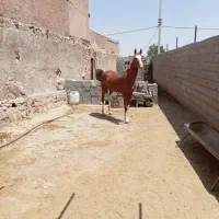 اسب وکره  چاپاری به صورت چکی و معاوضه