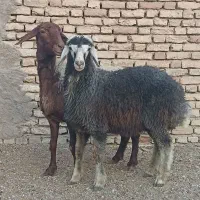 میش و بره