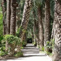 فروش زمین کشاورزی (نخلستان)