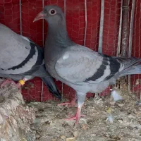 جوجه پلاکی