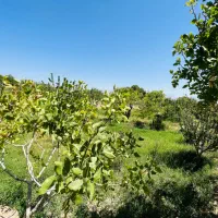 باغ-هزار-متری-روستای-جزن-داخل-بافت-روستا
