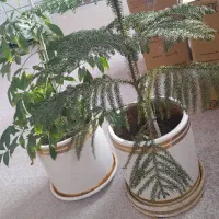 گـل|گل و گیاه طبیعی|زنجان, |دیوار