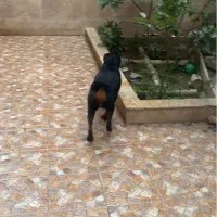 سگ روتوایلر ماده نگهبان
