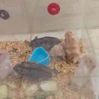 ۵تا همستر مینیاتوری