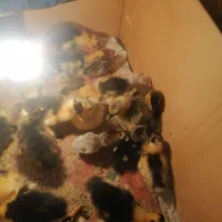 جوجه اوردک وغاز