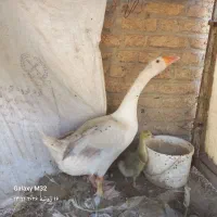 یه عدد غاز با جوجه