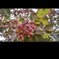 پیوند پسته